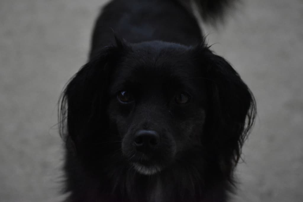 Toki · photo 3