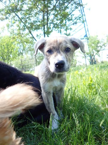 Vezemir · Chiots à l'adoption, Remember Me France