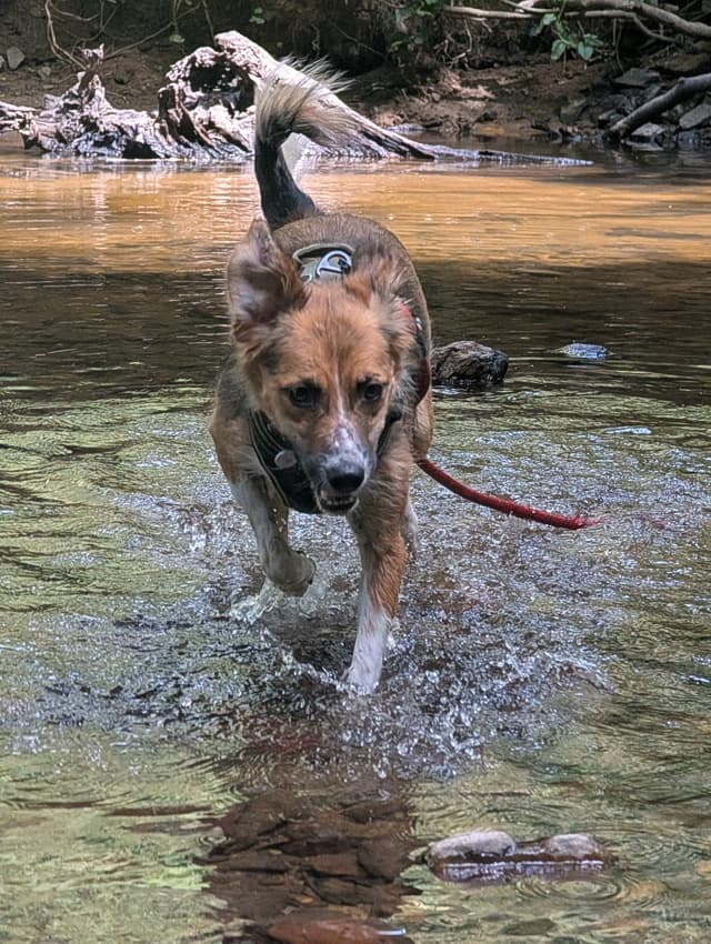 Wicket · photo 1