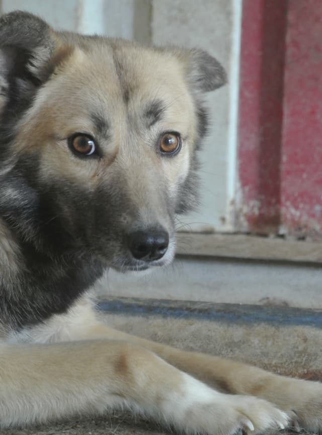 Wolfie · photo 10
