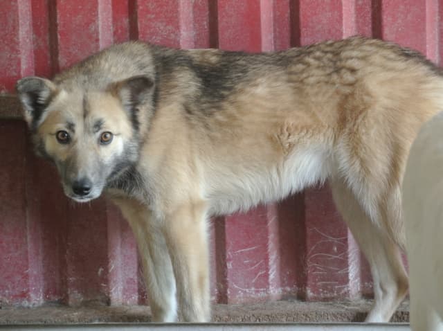 Wolfie · photo 9
