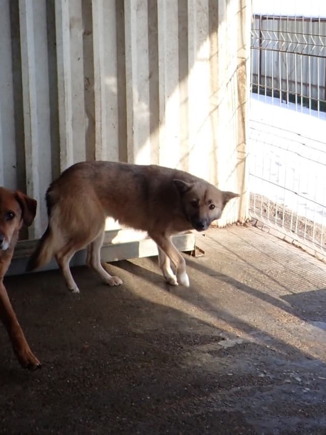 Wolfie · photo 7