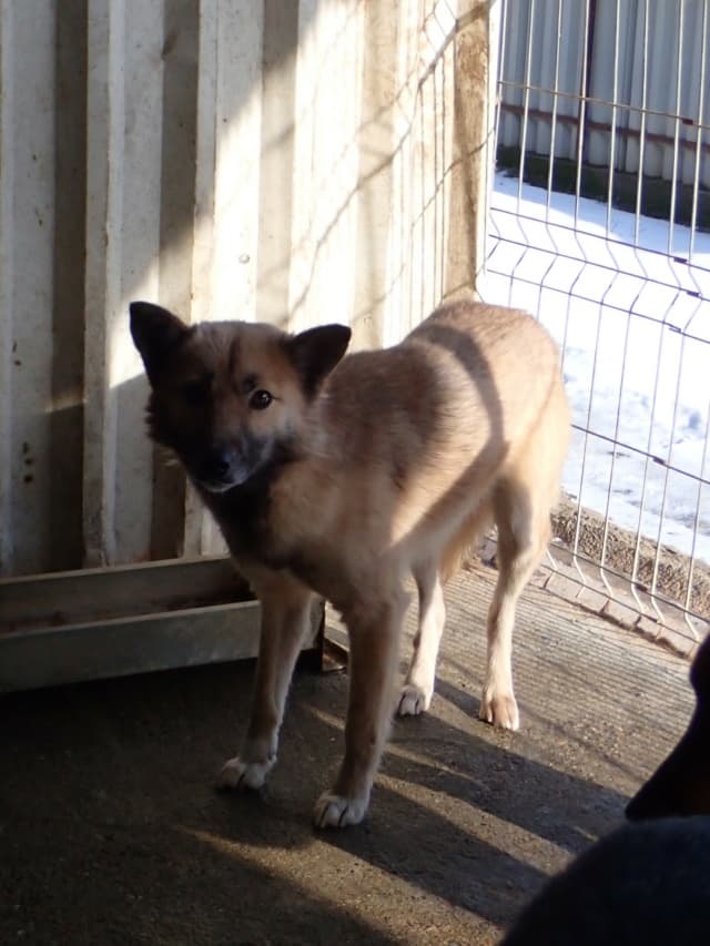 Wolfie · photo 4