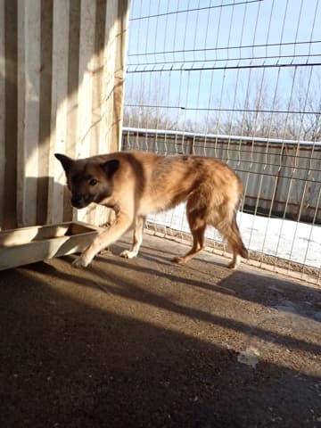 Wolfie · photo 3