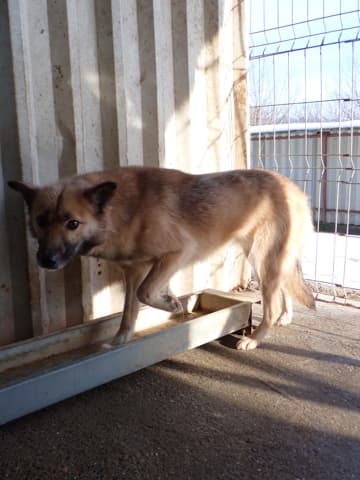 Wolfie · photo 2