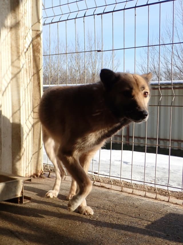 Wolfie · photo 1