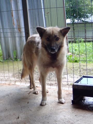 Wolfie · photo 11
