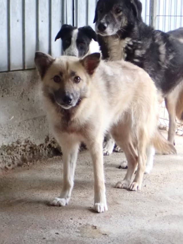 Wolfie · photo 9