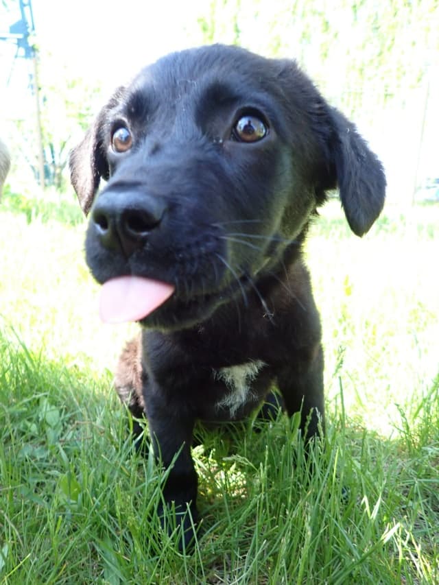 Yennefer · Chiots à l'adoption, Remember Me France