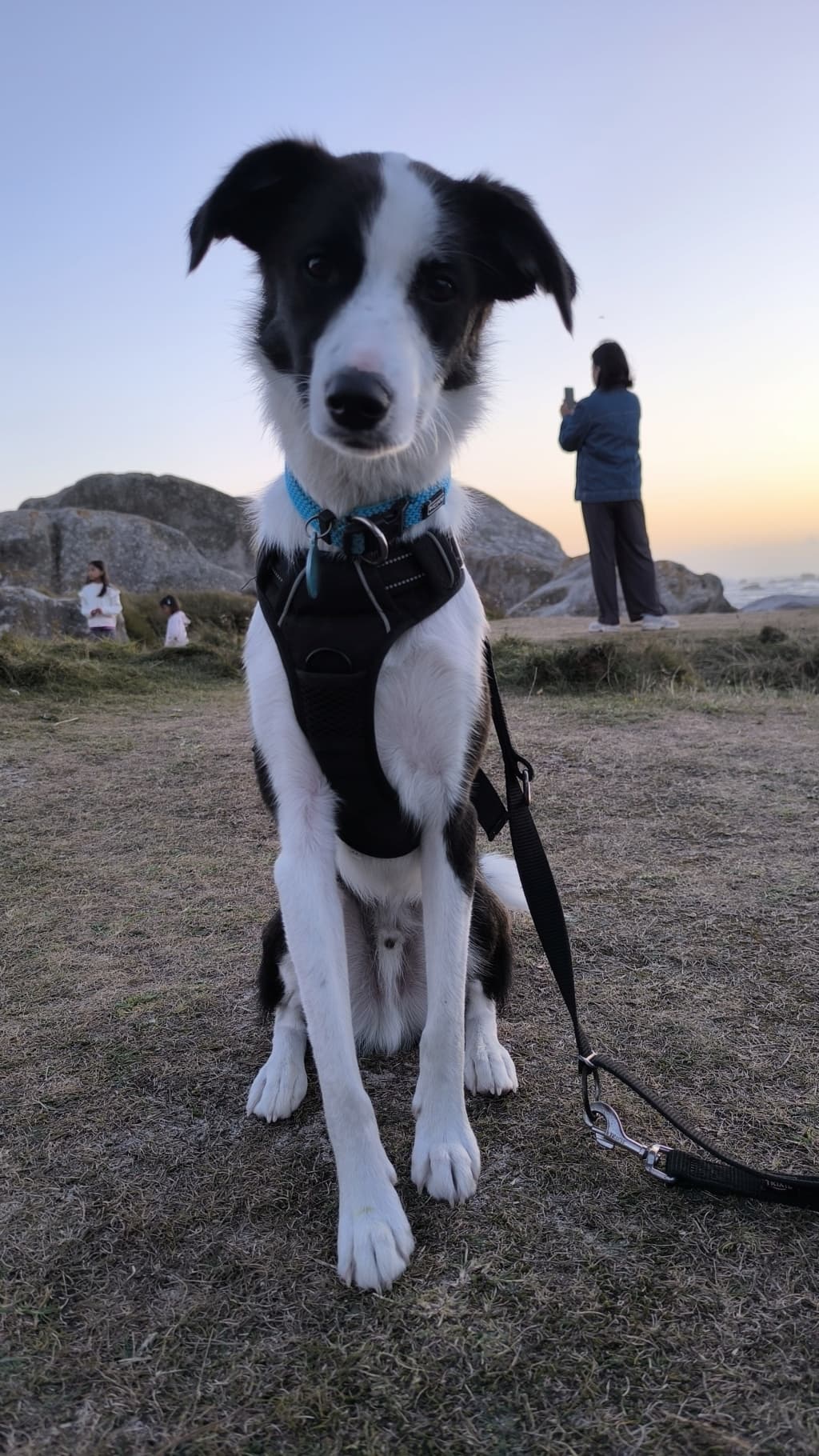 Yoshi · photo 10