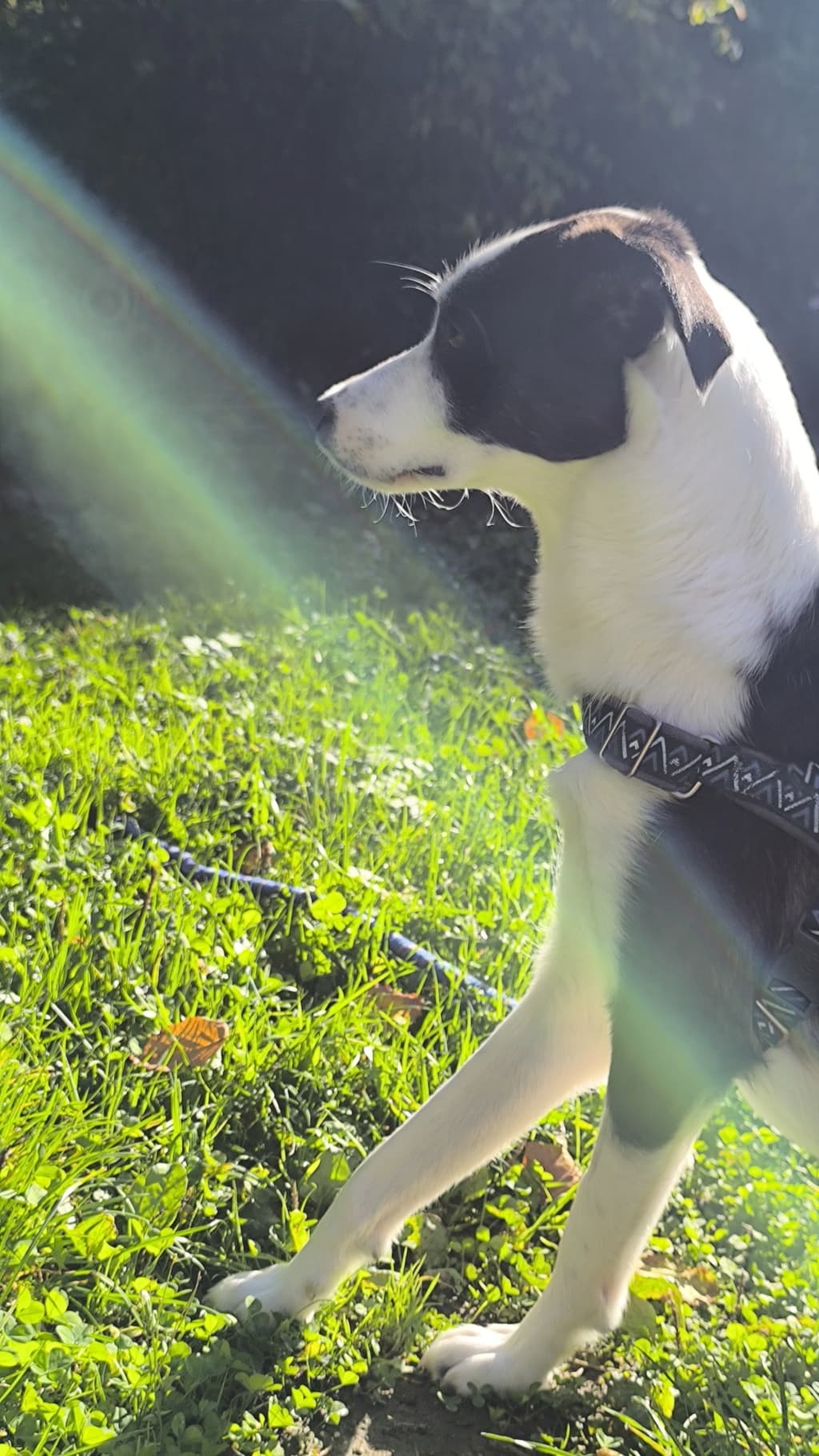 Yoshi · photo 6