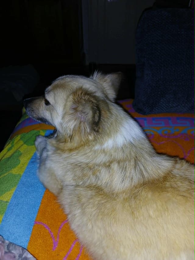 Zephira · photo 3