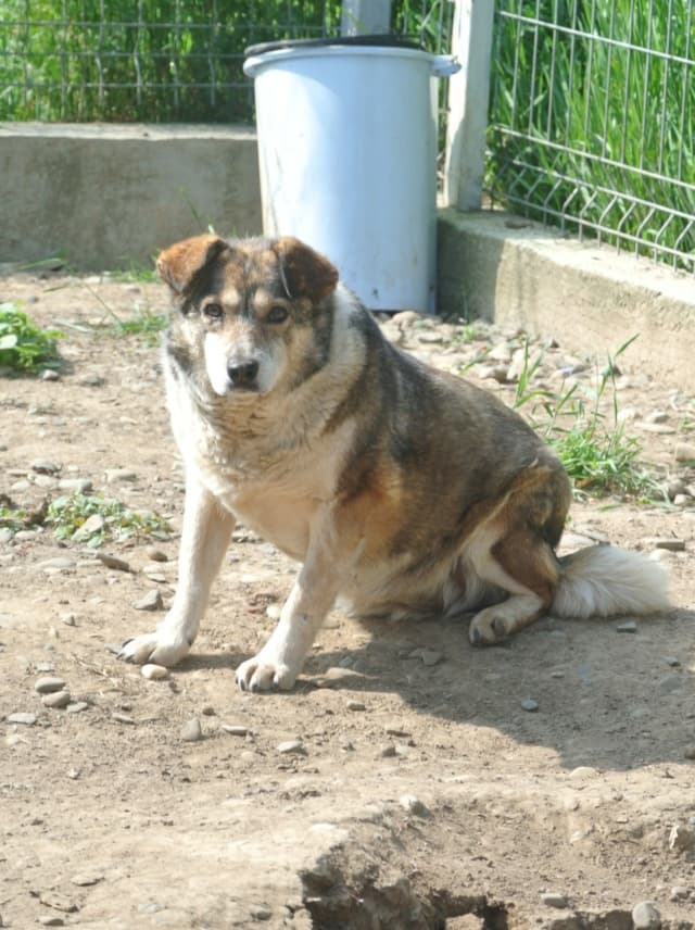Ziva · photo 10