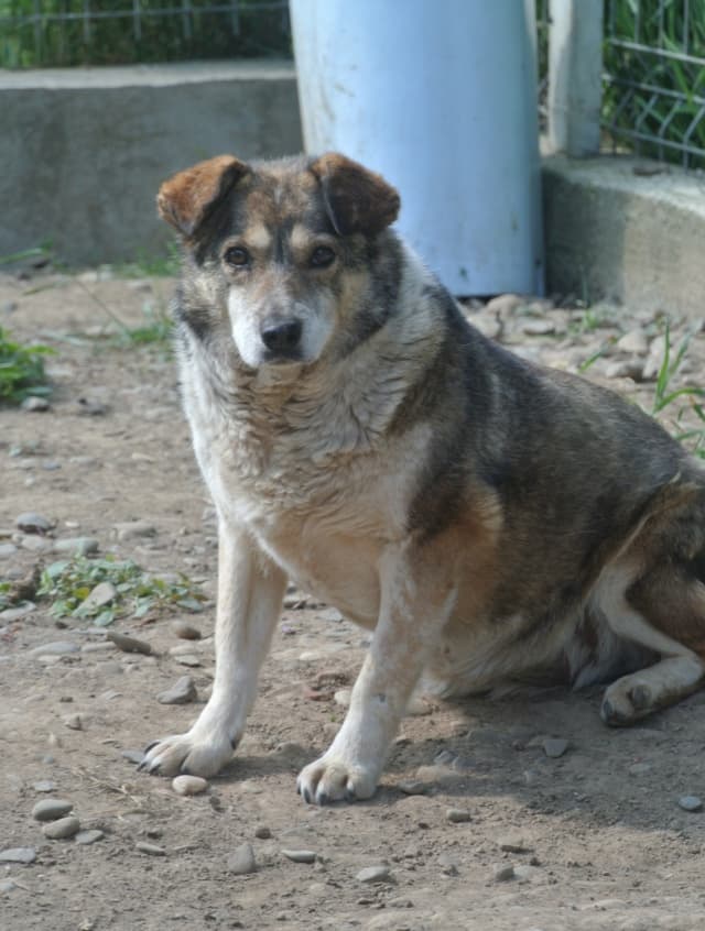 Ziva · photo 9