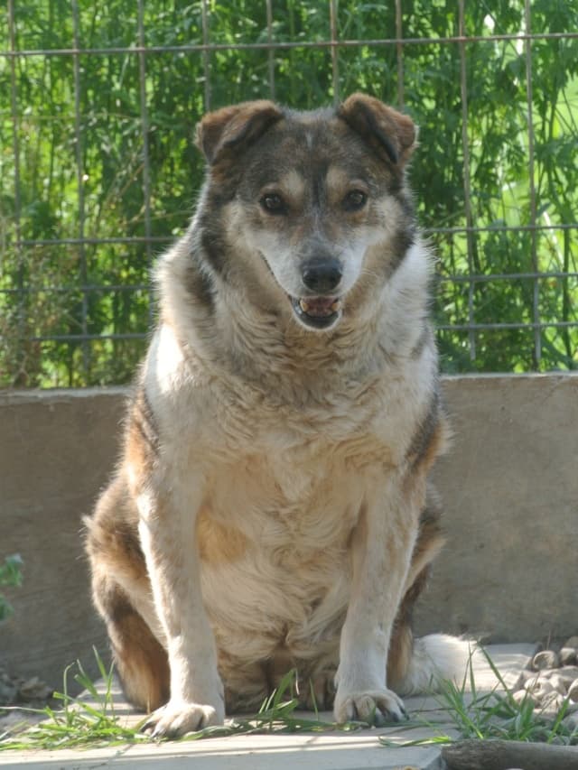 Ziva · photo 8