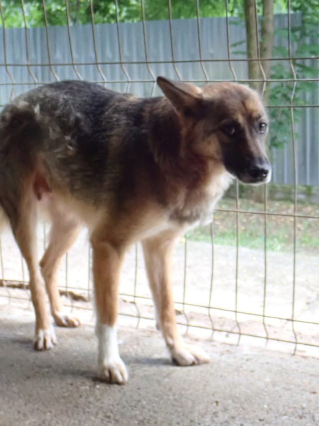 Adele, chien à l'adoption