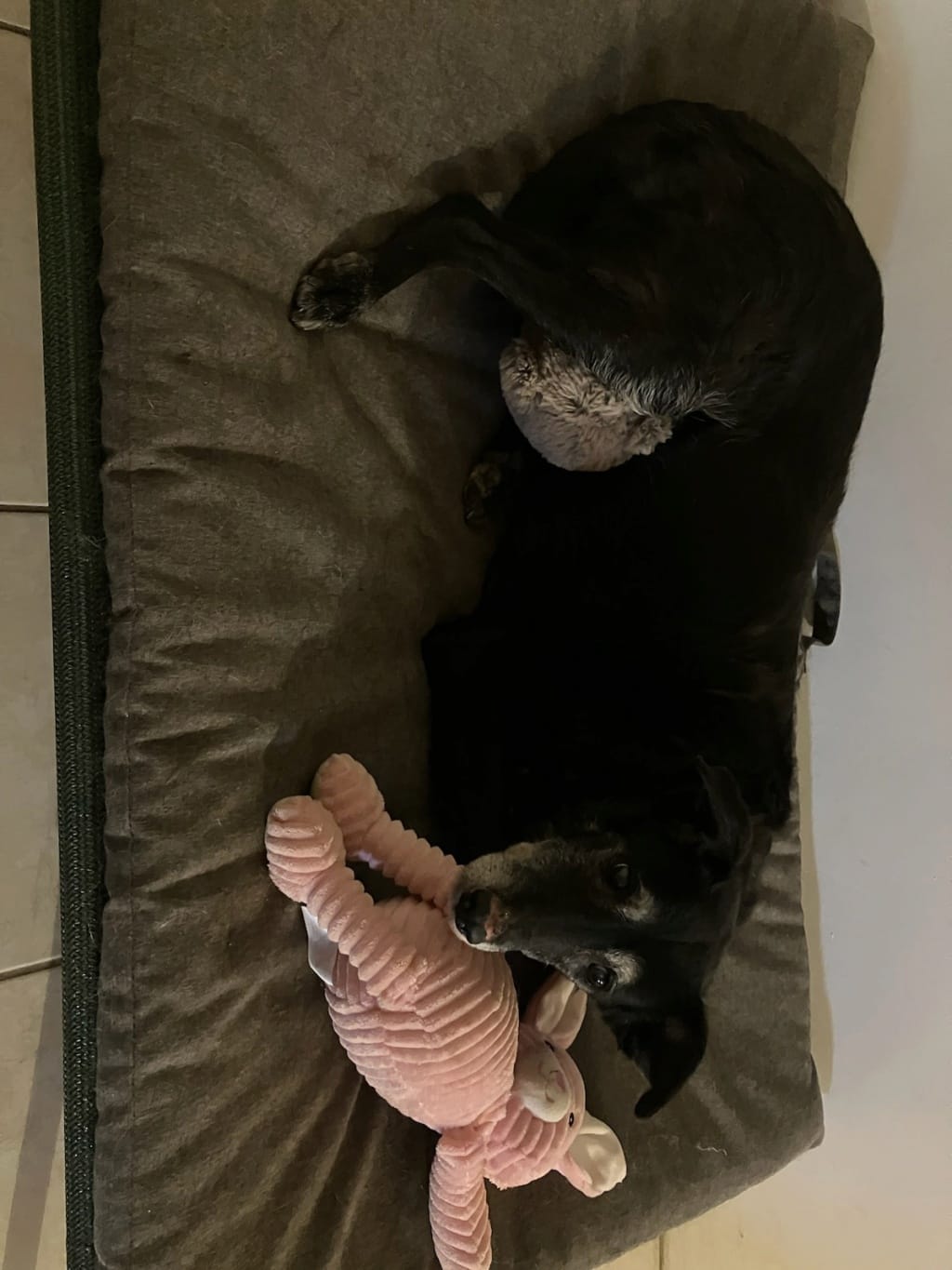 Afina, chien à l'adoption chez Remember Me France