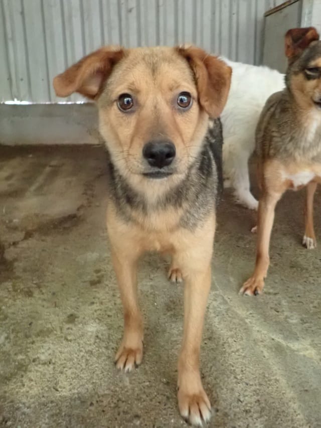 Ahsoka, chien à l'adoption