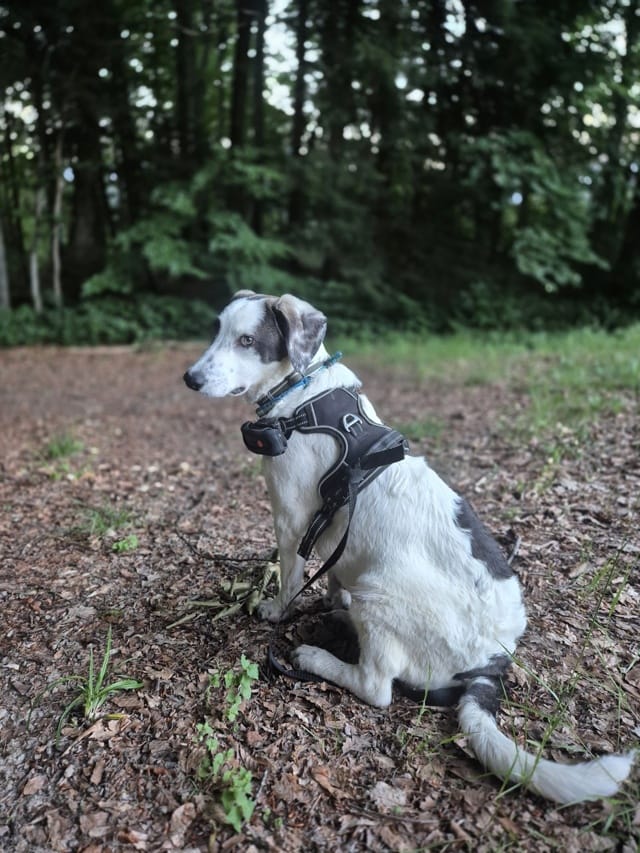 Alaska, chien à l'adoption chez Remember Me France