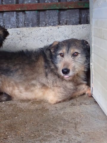 Alati, chien à l'adoption