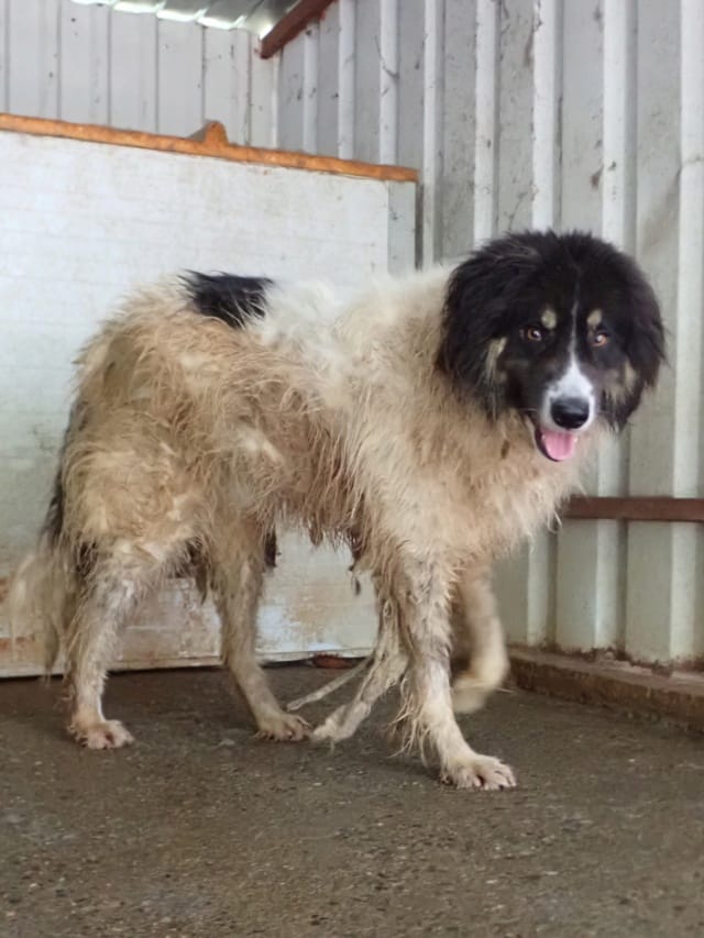 Alfred, chien à l'adoption