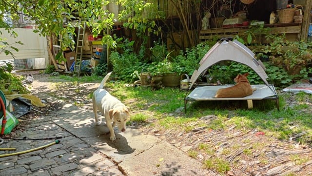 Alistair, chien à l'adoption chez Remember Me France