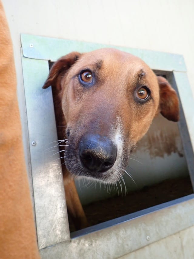 Alodia, chien à l'adoption