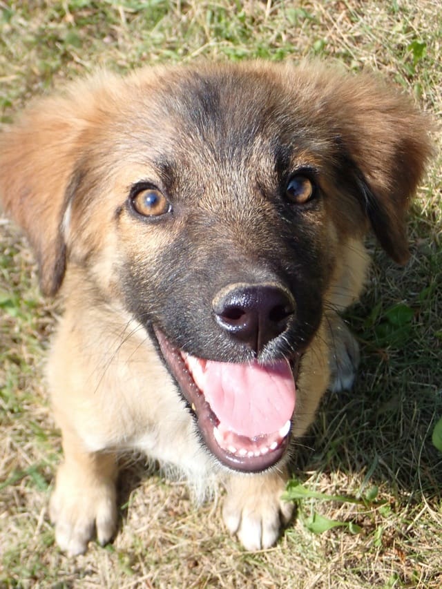 Alto, chien à l'adoption chez Remember Me France