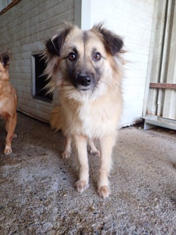 Amanda, chien à l'adoption