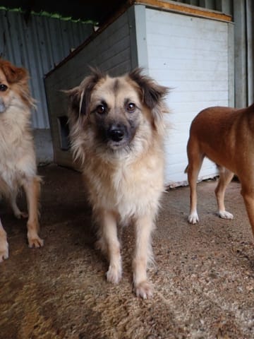 Amanda, chien à l'adoption