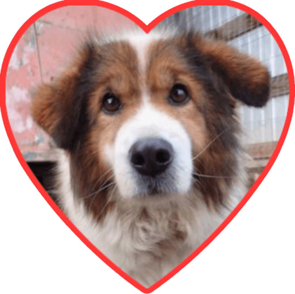 Anhour, chien à l'adoption