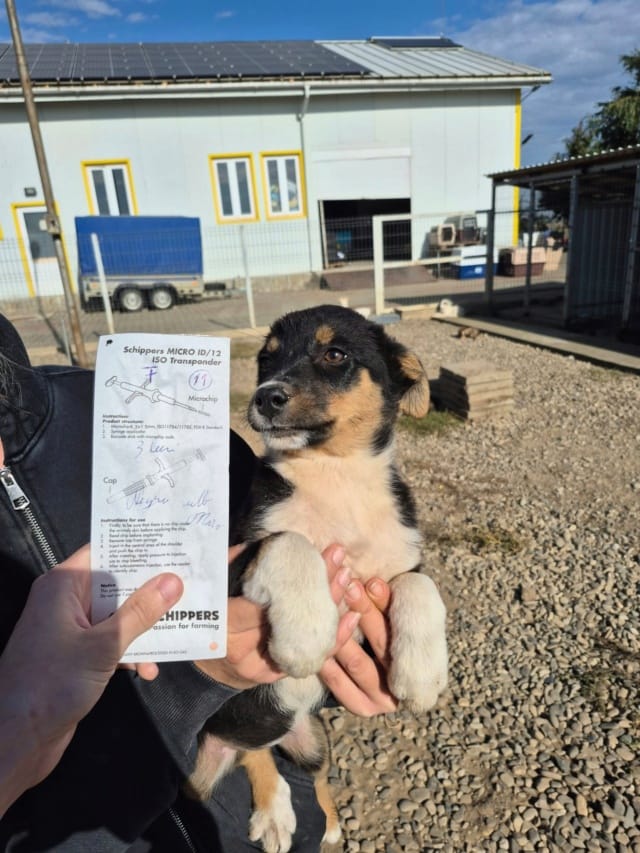 Aniela, chien à l'adoption