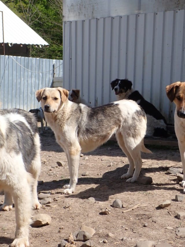 Apaloosa, chien à l'adoption