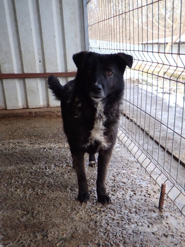 Aponia, chien à l'adoption