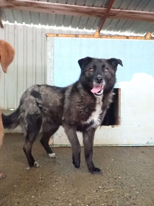 Aponia, chien à l'adoption