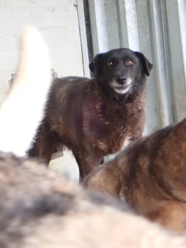 Ariel, chien à l'adoption