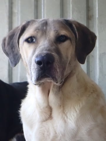 Artax, chien à l'adoption