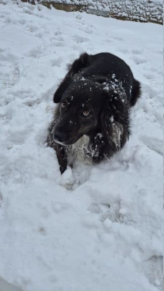 Arya, chien à l'adoption chez Remember Me France