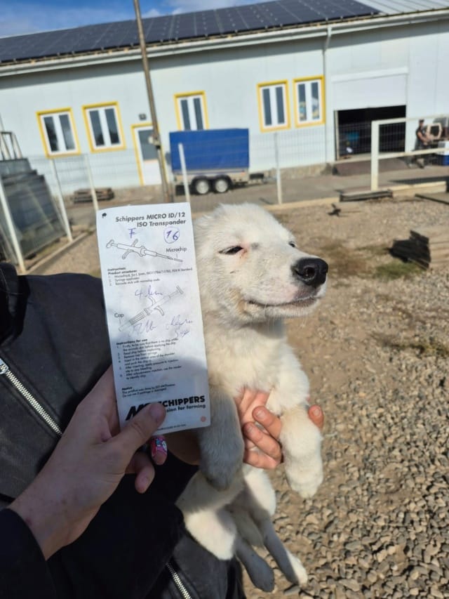Astraë, rescue dog available for adoption