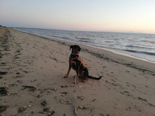 Athena, chien à l'adoption chez Remember Me France