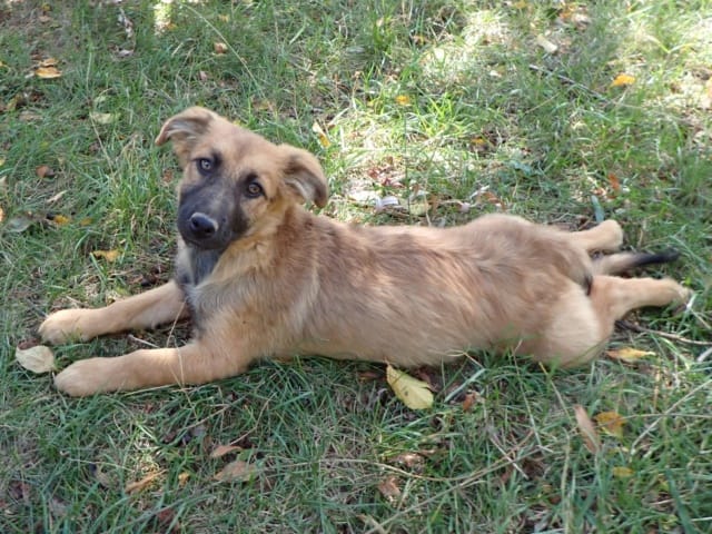 Atherys, rescue dog available for adoption