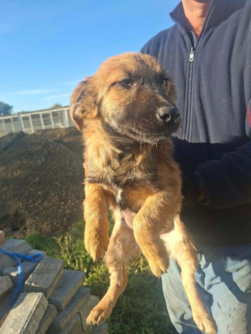 Atherys, chien à l'adoption chez Remember Me France