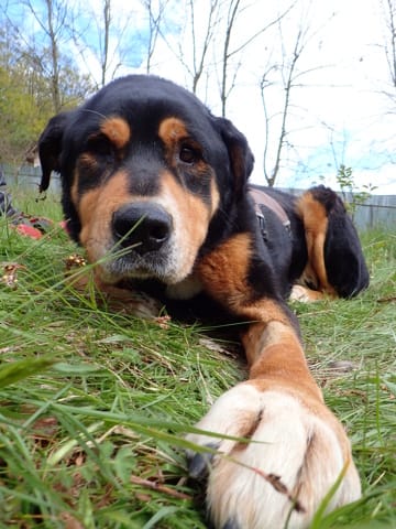 Attikus, chien à l'adoption