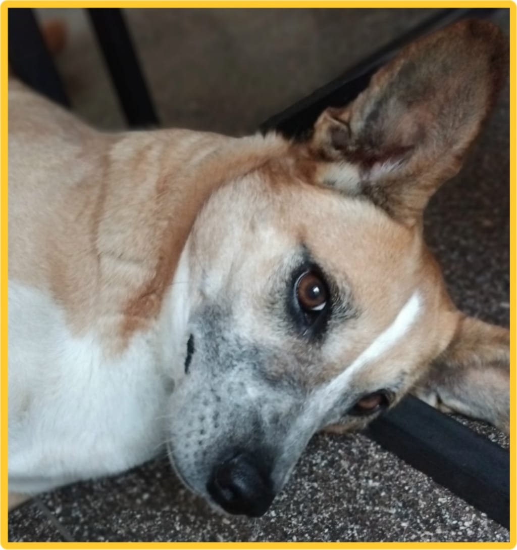 Babka, chien à l'adoption chez Remember Me France