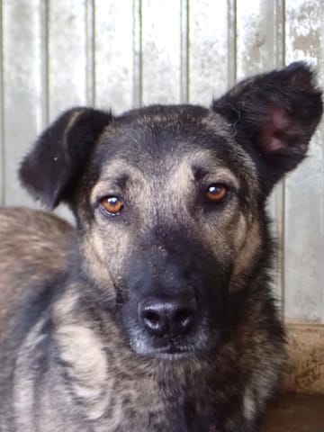 Bagster, chien à l'adoption chez Remember Me France