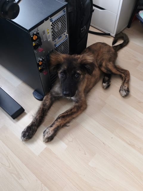 Baïko, chien à l'adoption chez Remember Me France