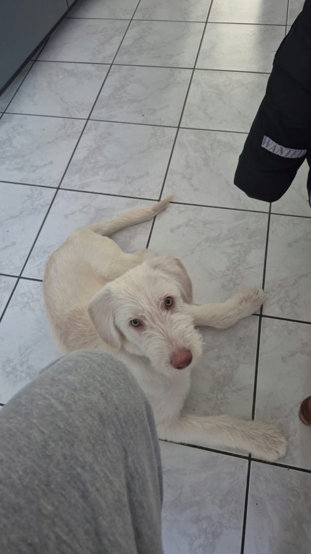 Baïko, chien à l'adoption chez Remember Me France