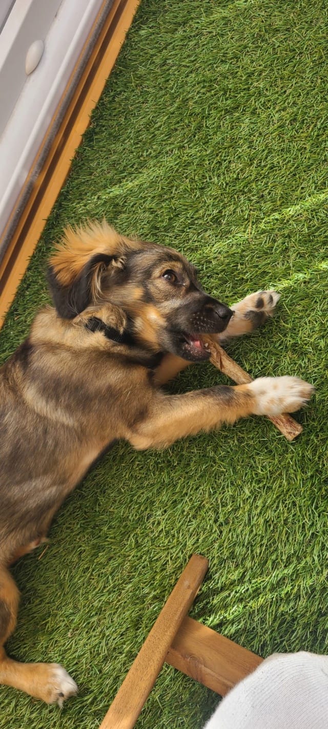 Bali, chien à l'adoption chez Remember Me France