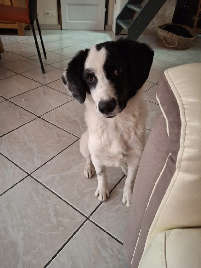 Bandit, chien à l'adoption chez Remember Me France