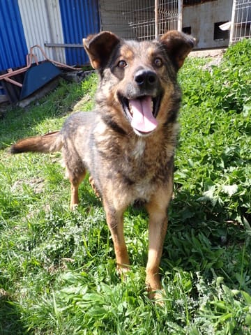 Baps, chien à l'adoption chez Remember Me France